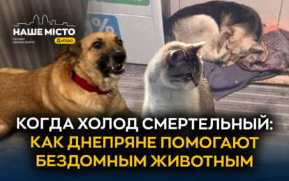 Когда холод смертельный: как жители Днепра помогают бездомным животным