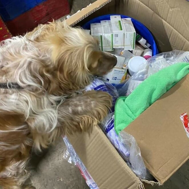 ЕКСКЛЮЗИВ
                                Нюх сильніший за схованки: як митні собаки у Дніпрі допомагають ловити контрабанду