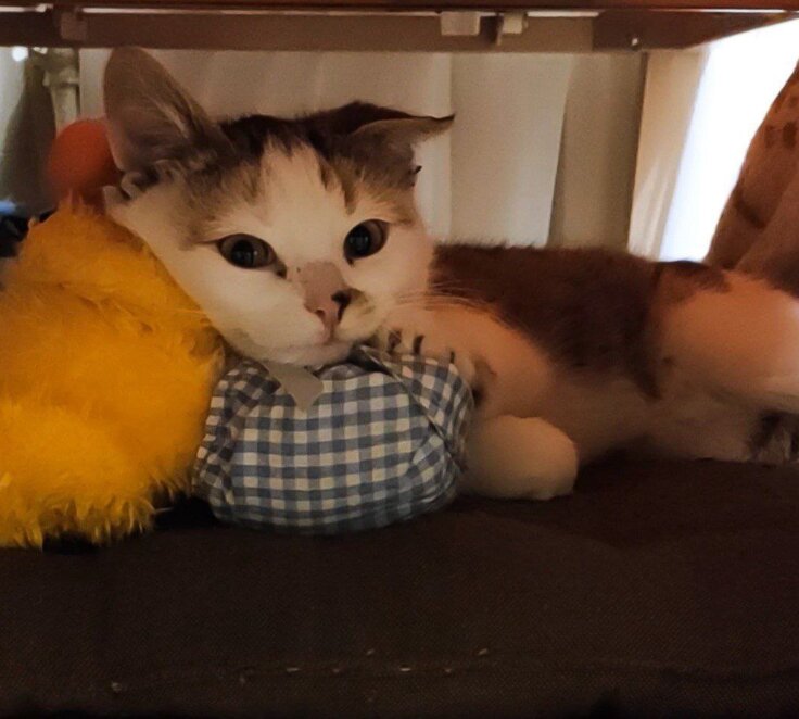 ЕКСКЛЮЗИВ
                                Коли волонтерство – поклик душі, довжиною в 10 років: історія Валерії з Дніпра