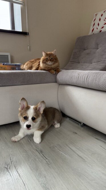 ЕКСКЛЮЗИВ
                                Коли волонтерство – поклик душі, довжиною в 10 років: історія Валерії з Дніпра