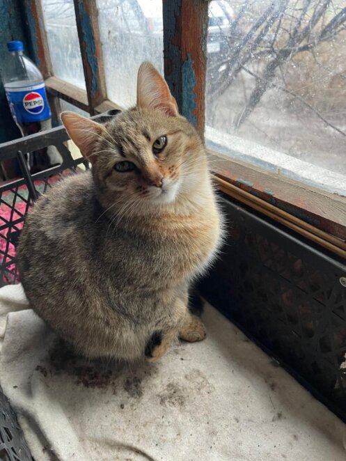 ЕКСКЛЮЗИВ
                                Коли волонтерство – поклик душі, довжиною в 10 років: історія Валерії з Дніпра