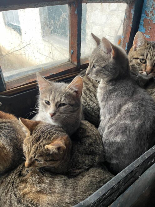 ЕКСКЛЮЗИВ
                                Коли волонтерство – поклик душі, довжиною в 10 років: історія Валерії з Дніпра