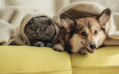 Как согреть домашних животных, когда в квартире нет отопления