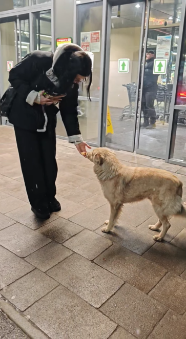 В Днепре из супермаркета выгнали собаку на мороз - Наше Место