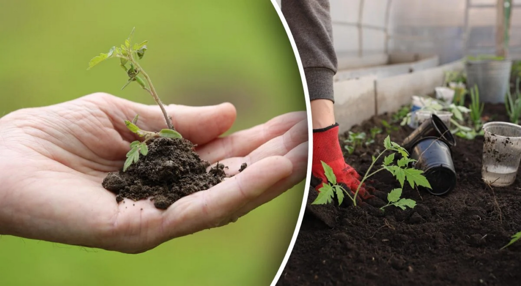 Місячний календар посівів у березні 2026: що садити на розсаду