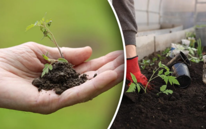 Лунный календарь посевов в марте 2026: что садить на рассаду