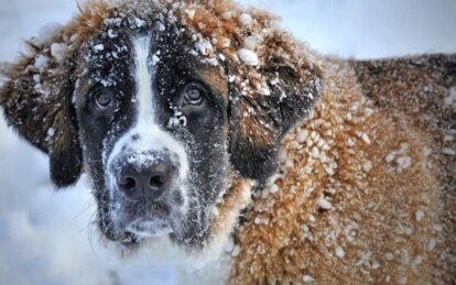 Как днепрянам сделать прогулку с питомцем безопасной: полезные советы