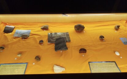 До історичного музею Дніпра передали скам'янілі рослини та тварини доісторичних епох