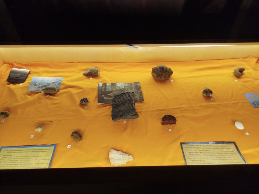 До історичного музею Дніпра передали скам’янілі рослини та тварини доісторичних епох