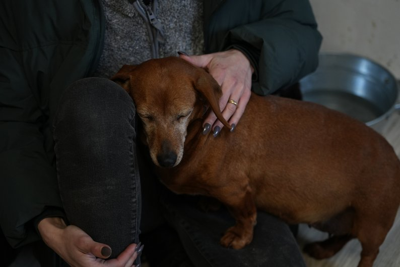 Одна ледь не загинула від голоду, інша — від холоду: історія врятованих такс із зон бойових дій