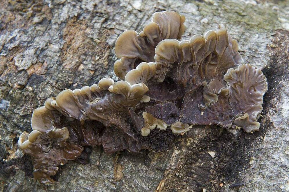 У передмісті Кам’янського знайшли рідкісний їстівний гриб