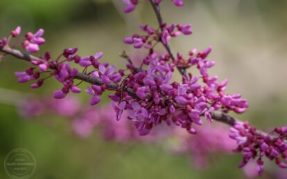 Весеннее равноденствие 2026: когда в Украине начнется астрономическая весна