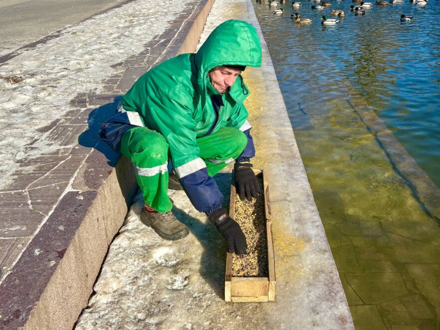 У Дніпрі у парку Глоби підгодовують водоплавних птахів для збереження їхньої популяції
