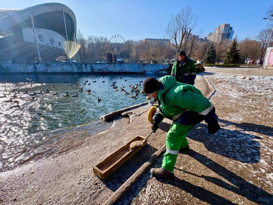 У Дніпрі у парку Глоби підгодовують водоплавних птахів для збереження їхньої популяції