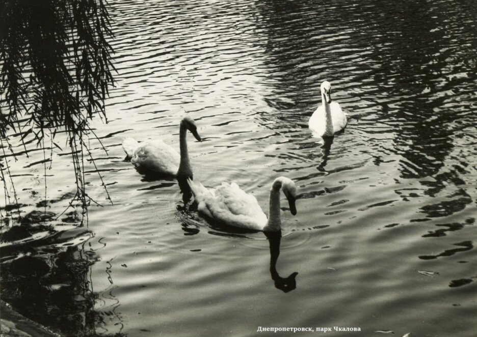 ЕКСКЛЮЗИВ
                                Від товстолобика, білого амура та лебедів до царства качок: невідомі сторінки історії озера в парку Глоби