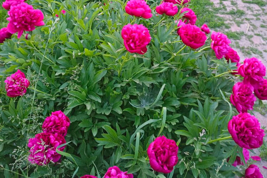 Наповнять дім позитивною енергією: три рослини, які приносять щастя та удачу