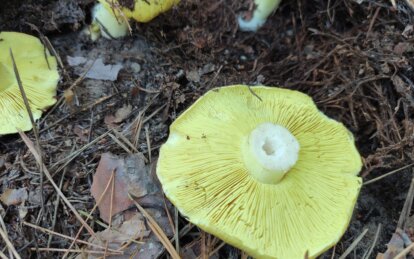 У Дніпропетровській області чоловік отруївся консервованими грибами