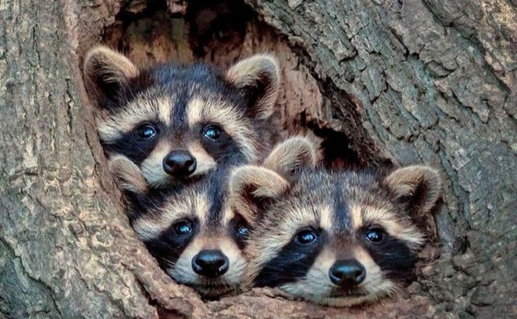 В Україні стартує «сезон тиші»: які правила діють і за що штрафуватимуть