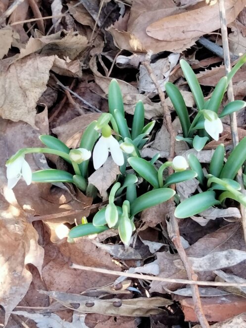 Перші весняні квіти: у ботсаду Дніпра зацвіли підсніжники