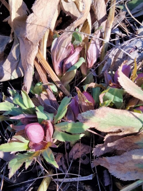 Перші весняні квіти: у ботсаду Дніпра зацвіли підсніжники