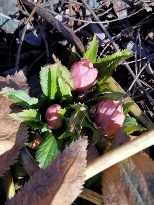 Перші весняні квіти: у ботсаду Дніпра зацвіли підсніжники