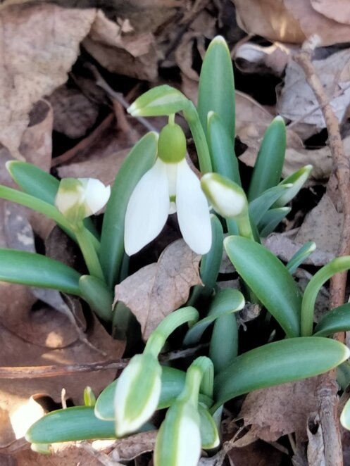 Первоцвіти у Дніпрі