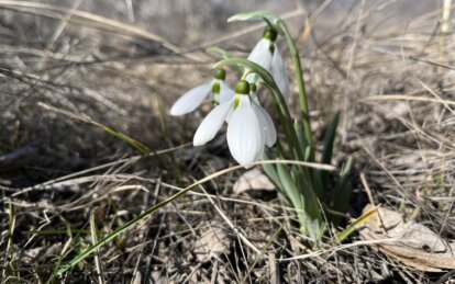На Днепропетровщине зацвели редкие краснокнижные растения
