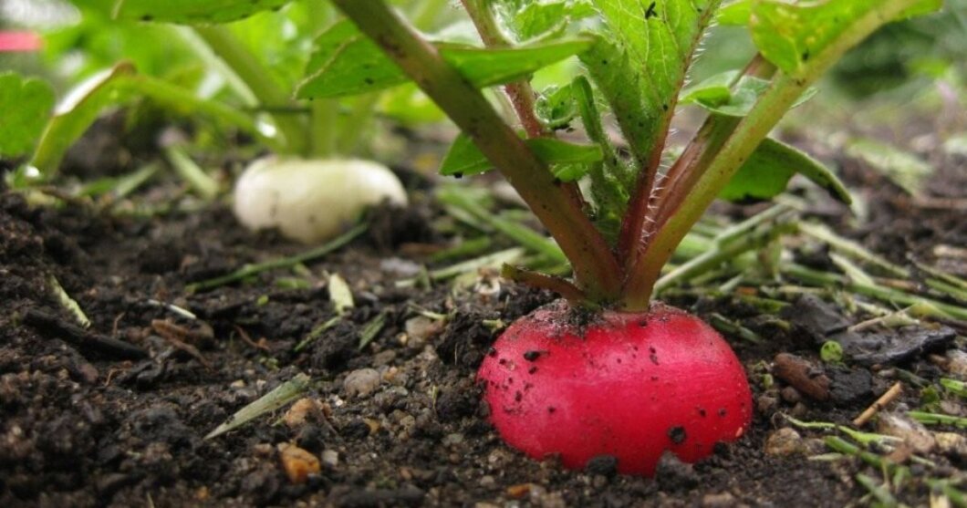 Коли садити редиску навесні 2026 року: посівний календар і поради для городників