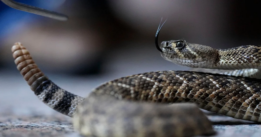На Дніпропетровщині активізувалися змії: область у трійці лідерів за укусами