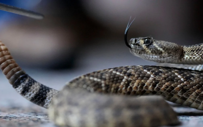 На Днепропетровщине активизировались змеи: область в тройке лидеров по укусам