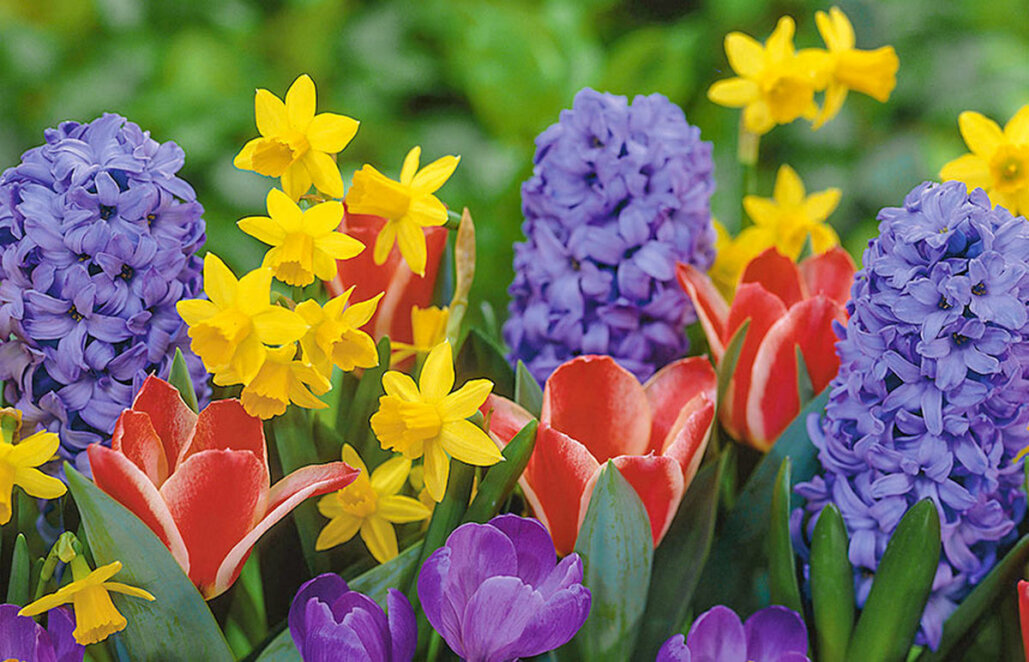 Клумба на вікні: які квіти цвітуть у горщиках весною