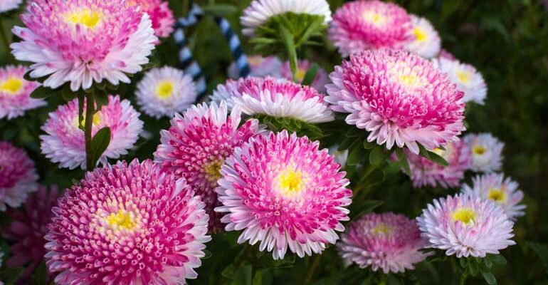 Приносять у дім достаток: які квіти на клумбі притягують гроші та добробут