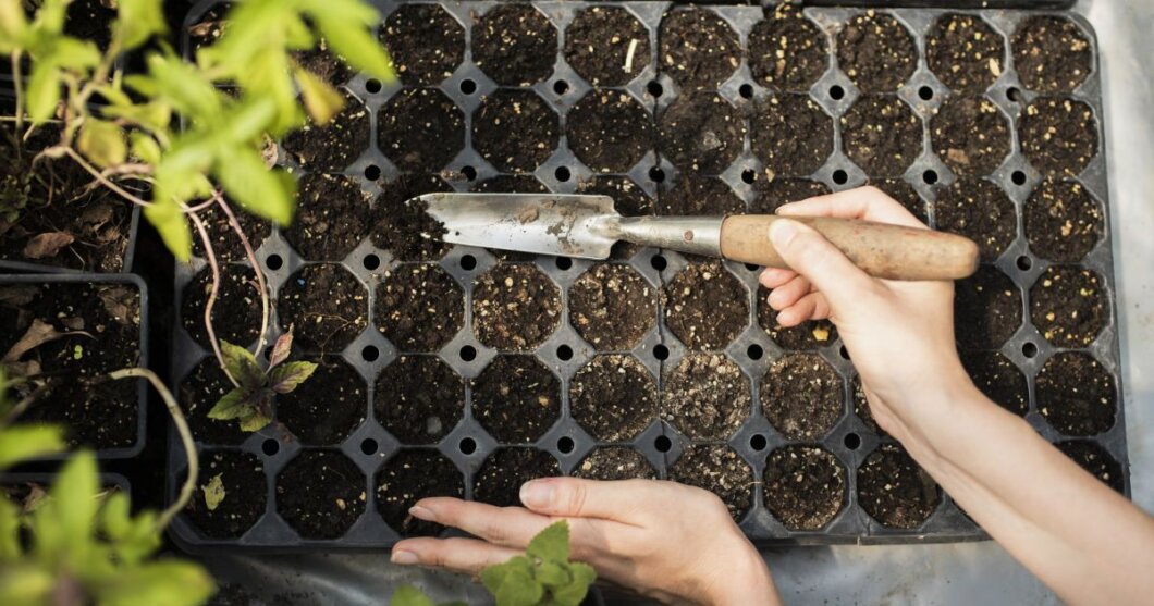 Посівний календар на березень 2026: сприятливі дні для посадки