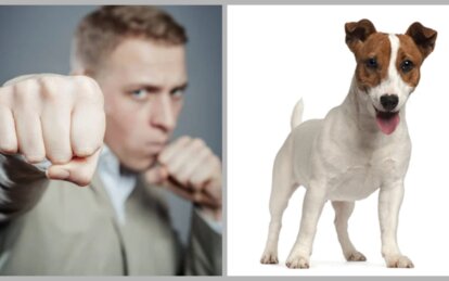 У Дніпрі охоронець побив власника джек-рассел-тер'єра через клумбу з рослинами. Чечелівський суд призначив нападнику 120 годин громадських робіт та 16 тис. грн компенсації за травми голови.