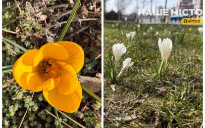 У Дніпрі почався сезон цвітіння крокусів 2026 - Наше Місто