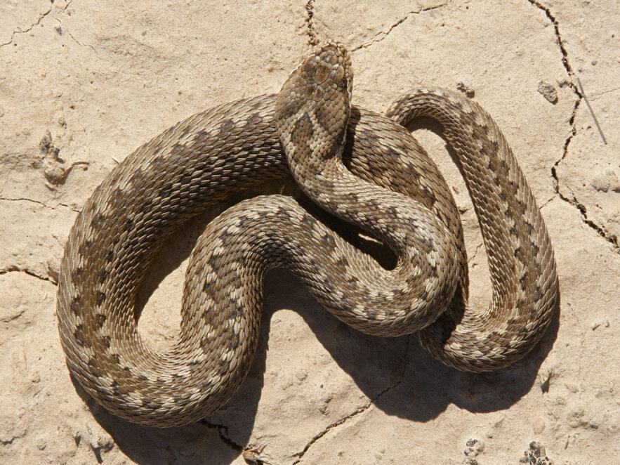 У Дніпропетровській області помітили рідкісну степову гадюку