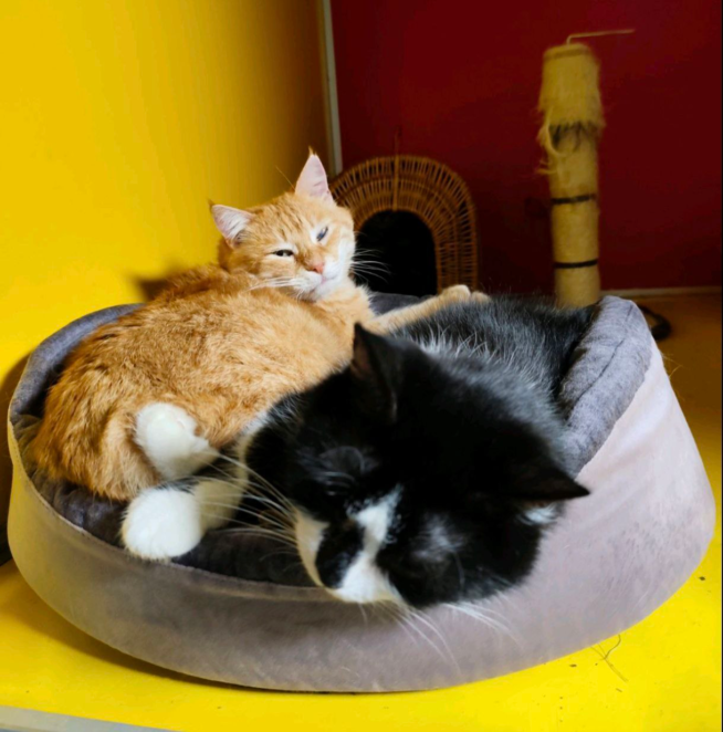 ЕКСКЛЮЗИВ
                                Стерилізація: як допомогти безпритульним тваринам у Дніпрі