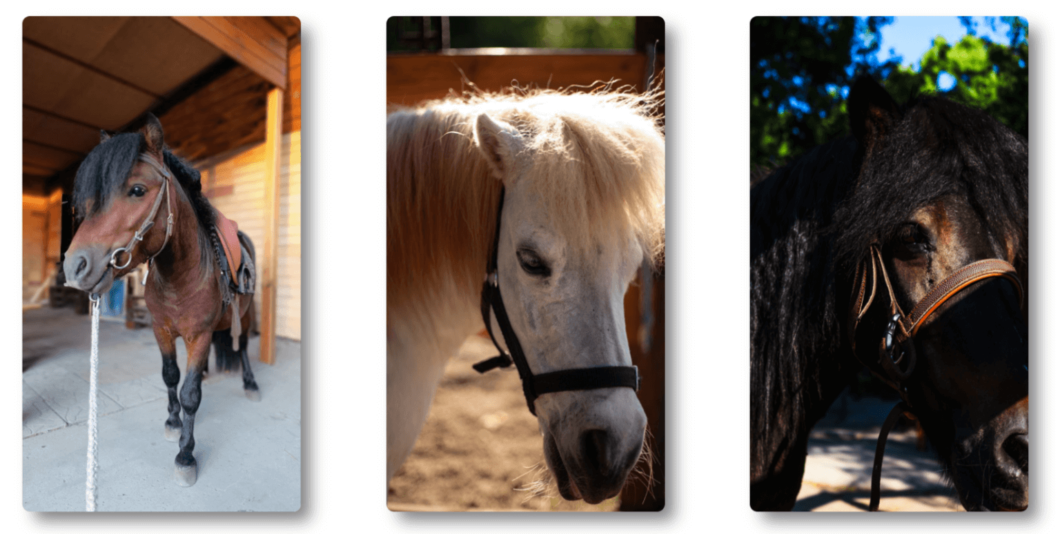 ЕКСКЛЮЗИВ
                                Де у Дніпрі покататися на конях та зробити фотосесію навесні 2026 року