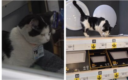 София Владимировна на службе: в Кривом Роге кошка получила работу в гипермаркете