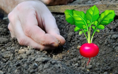 Коли садити редиску навесні 2026 року: посівний календар і поради для городників