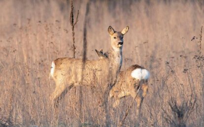В Україні запроваджують «сезон тиші»: що це таке та що буде під суворою забороною