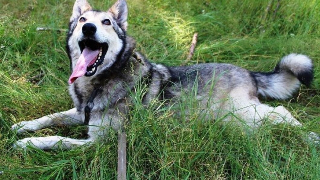 Собак на ланцюгу в Україні тримати не забороняли, але є умови: роз’яснення Держпродспоживслужби