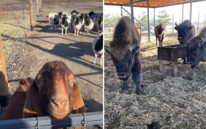 Под Днепром открылся новый экопарк для редких животных