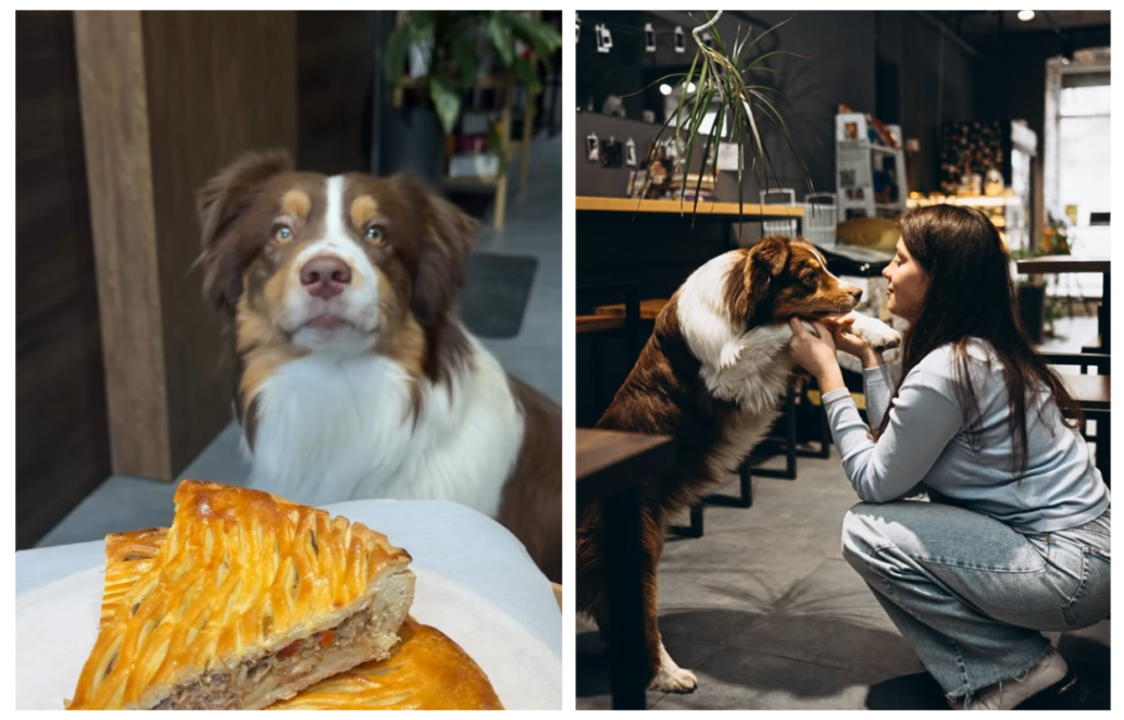 У Дніпрі з’явилася унікальна кав’ярня-бар із австралійськими вівчарками