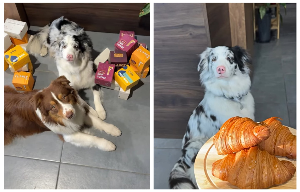 У Дніпрі з’явилася унікальна кав’ярня-бар із австралійськими вівчарками