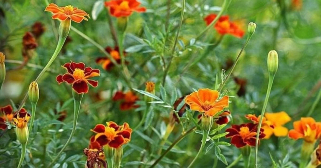 Клумби будуть яскраві та красиві: які швидкорослі квіти треба посадити навесні