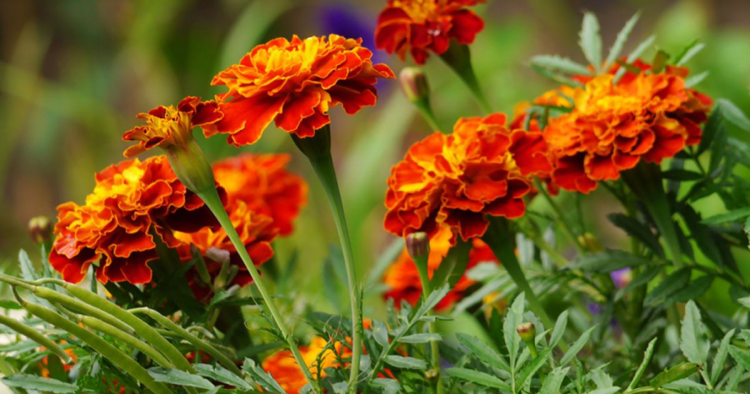 Наповнять дім позитивною енергією: три рослини, які приносять щастя та удачу