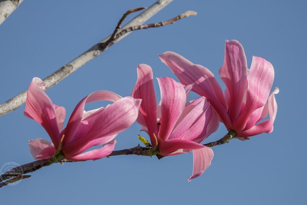 ЕКСКЛЮЗИВ
                                Легені міста: квітучі магнолії та декоративні злаки змінюють обличчя Дніпра