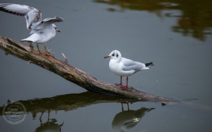 Свято 13 березня: які існують прикмети та забобони цього дня