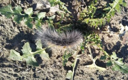 На Дніпропетровщині помітили рідкісну пухнасту гусінь - Наше Місто